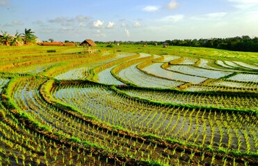 Winding Rice Paddies on the Island of Bali - Bali, Indonesia