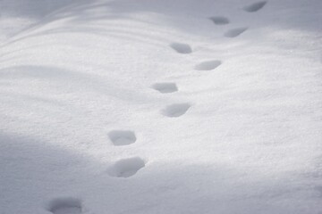 Pathway and human foot prints in the fresh snow