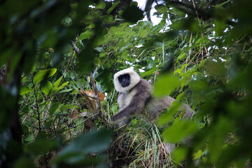 Obraz premium Wild gray langur monkey looking at the camera on a tree
