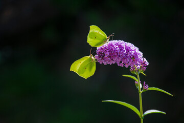 Two lemon butterflies in a violet flower blooming bush on a dark green background