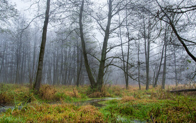 Jesienny, mglisty poranek na rozlewiskach leśnych