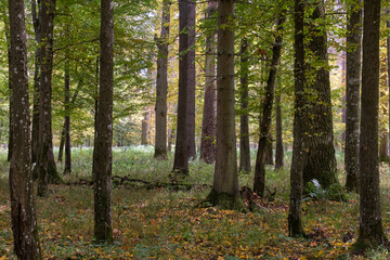 Obraz premium Group of old hornbeams in autumn