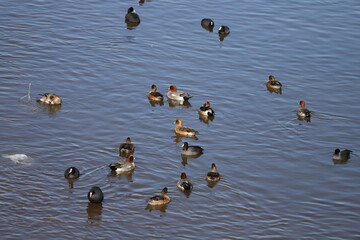 冬の川で泳ぐヒドリガモとオオバンの群れ