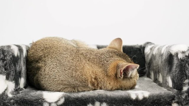 gray purebred kitten Scottish straight chinchilla lies on a white background, the cat is resting