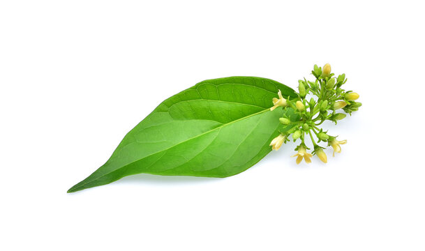 Gymnema inodorum leaf or Gurmar leaf; isolated on white background; tropical herb; Drug treatment for diabetes.Gymnema inodorum (Lour.) Decne.; Green leaves and flowers have medicinal properties.