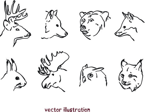 vector sketch of animal heads