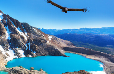 Condor in Patagonia - obrazy, fototapety, plakaty