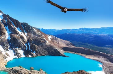 Fotobehang Condor in Patagonië © Galyna Andrushko