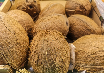 ripe coconuts are sold at the grocery store on the counter among vegetables and fruits