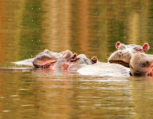 African hippopotamus