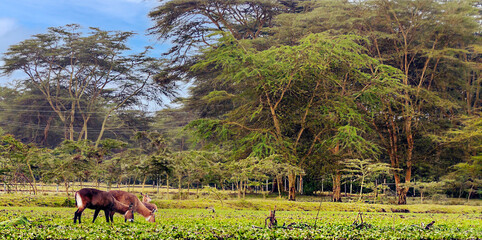 African landscape