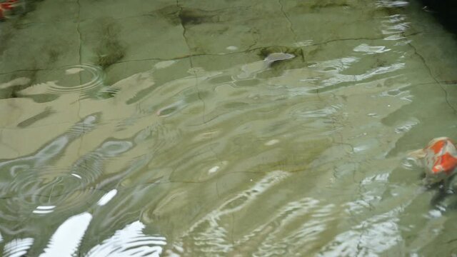 Water surface of outdoor fish pond footage