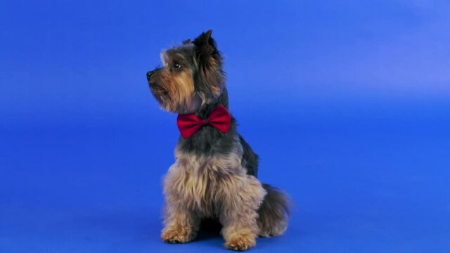 Frontal portrait of a Yorkshire terrier with a red bow tie around his neck. The dog sits and rolls its head to the sides in the studio against a blue gradient background. Close up. Slow motion.