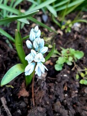 Spring flower of Pushkinia