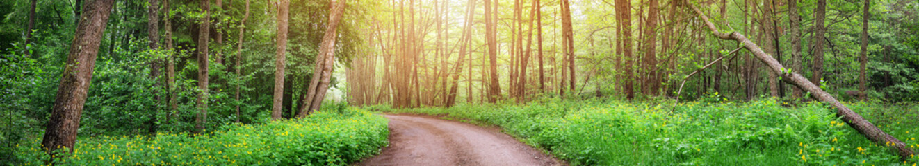 Country road in wild beautiful green forest