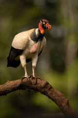 King Vulture perched on a log with a green mottled background.  