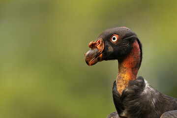 Close up headshot of a King Vulture with a green background.  
