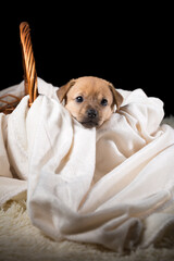 A beautiful puppy in a wicker basket on a white blanket. Studio photo on a black background.