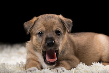 A beautiful puppy on a white blanket. Studio photo on a black background.