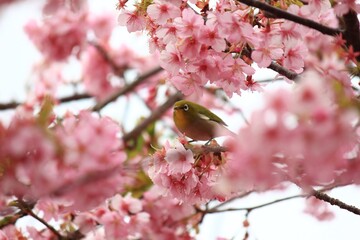 河津桜とメジロ、　　　　神奈川県松田市にある西平畑公園は、2月になると河津桜が咲き乱れ、山一面をピンク色に染めます。菜の花の黄色とのコントラストも鮮やかです。