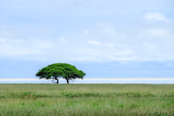 Landscape with tree in Africa