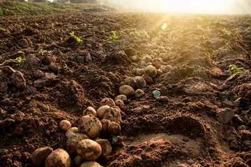 Foto op Plexiglas Organic potato harvest in the fields. © Suradech