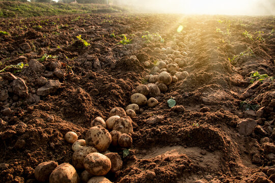 Organic potato harvest in the fields.