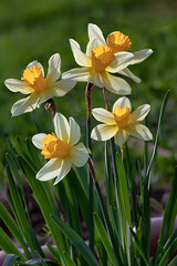 Bright blooming white daffodils. Spring flowering narcissus. Spring flowers. Shallow depth of field. Selective focus.