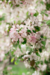 Blossoming branch of apple tree close-up on a blurred background of a blooming garden. Delicate pink and white flowers