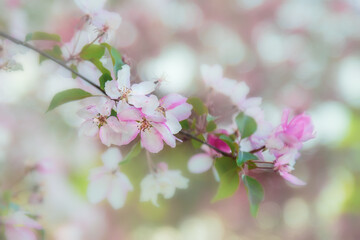 Fototapeta premium Branch of apple tree with white and pink flowers close-up. Selective focus and blurred background.