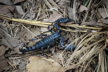 black scorpion on the ground on dry leaves