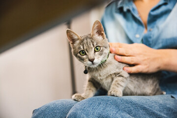 Gray tabby rescued kitten relaxing at home with owner