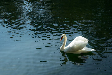 Naklejka premium A white swan swims gracefully across the lake on a sunny day.