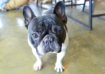 Fototapeta premium The dog stood looking on the ground