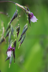 Flowers of Water canna or alligator flag, blurred background 