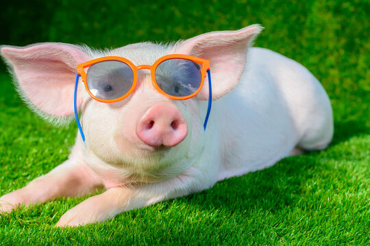 Piglet in sunglasses on green grass