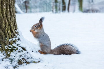 Naklejka na ściany i meble Squirrel sits in snow by tree and eats nuts in winter snowy park. Winter color of animal