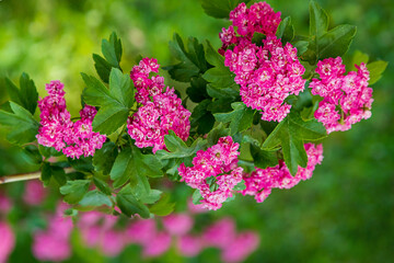 Amazing spring flowering shrubs in the garden. Branch of a blossoming scarlet hawthorn. Crataegus laevigata 'Rosea Flore Pleno'