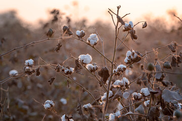 cotton flowers in crop fields in sunlight Cotton is a soft, fluffy staple fiber that grows in a...