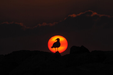 Seagull in front of sun