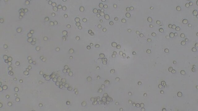 Microscopy of yeast cells (Saccharomyces cerevisiae). Monochrome background of granular cells moving.