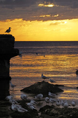 Seagulls at the evening