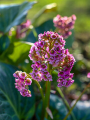 Bergenia crassifolia or badan blooming with purple flowers
