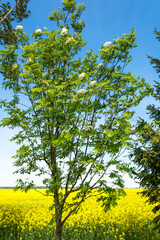Blooming rowan tree in blue sky and yellow rapeseed field background in springtime on a sunny day, nature concept