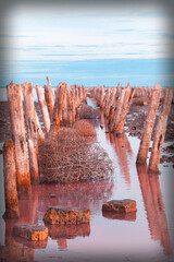 rose water lake with wooden pillars