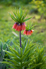 Flowering Fritillaria imperialis in the garden. Bright orange bells, spring flowers