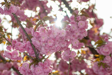 sakura in the sunlight,blossoming sakura tree with shallow depth of field