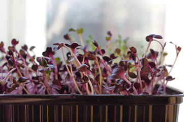 Sango purple radish  micro green sprouts in a plastic container