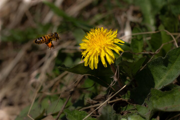 bee on flower