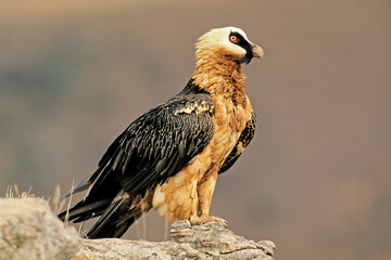 An endangered bearded vulture (Gypaetus barbatus) perched on a rock, South Africa.